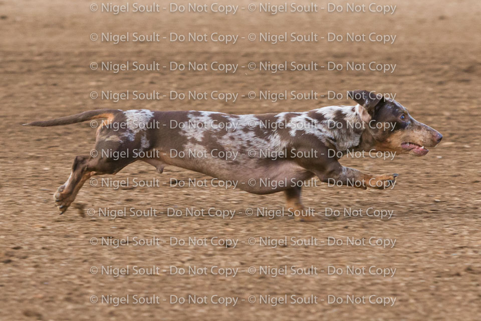 08-19-17 Wiener Dog Races-21
