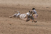 08-19-17-Wiener-Dog-Races-18.jpg