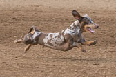 08-19-17-Wiener-Dog-Races-19.jpg