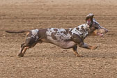 08-19-17-Wiener-Dog-Races-20.jpg