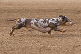 08-19-17-Wiener-Dog-Races-21.jpg
