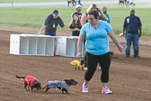 08-19-17-Wiener-Dog-Races-22.jpg