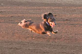 08-19-17-Wiener-Dog-Races-31.jpg