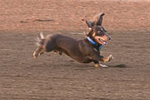 08-19-17-Wiener-Dog-Races-32.jpg
