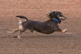 08-19-17-Wiener-Dog-Races-34.jpg