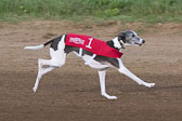 08-19-17-Wiener-Dog-Races-43.jpg