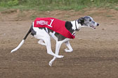 08-19-17-Wiener-Dog-Races-44.jpg