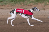 08-19-17-Wiener-Dog-Races-45.jpg