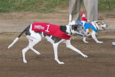08-19-17-Wiener-Dog-Races-46.jpg
