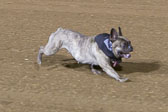 Wiener Dog Races