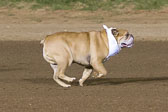 08-19-17-Wiener-Dog-Races-61.jpg