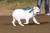 08-19-17-Wiener-Dog-Races-62.jpg