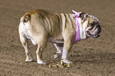 08-19-17-Wiener-Dog-Races-63.jpg