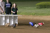 08-19-17-Wiener-Dog-Races-68.jpg