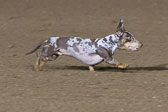08-19-17-Wiener-Dog-Races-70.jpg