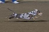 08-19-17-Wiener-Dog-Races-71.jpg