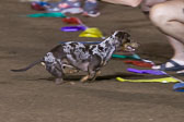 08-19-17-Wiener-Dog-Races-72.jpg