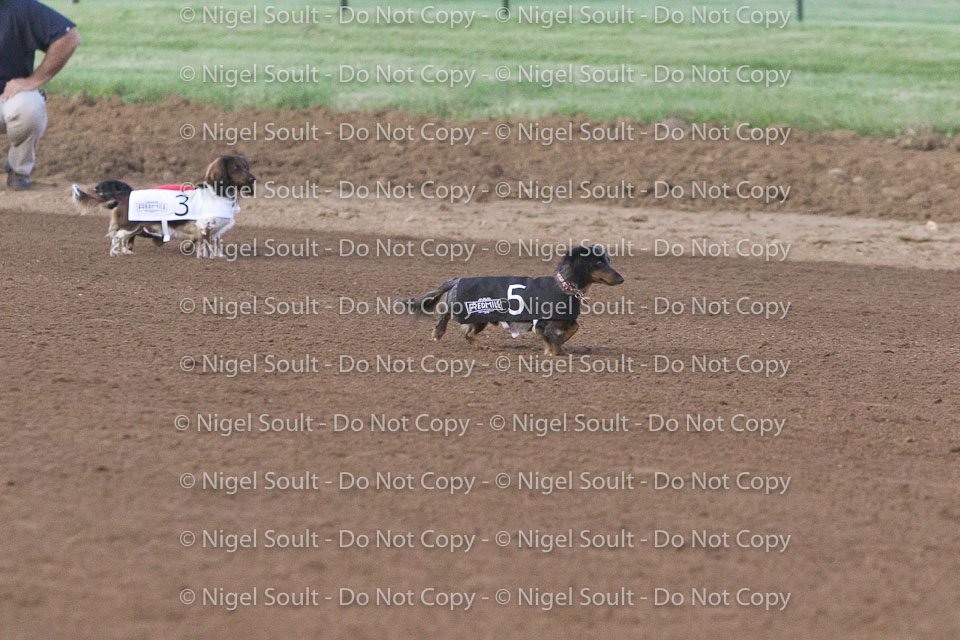 Weiner Dog Races 2018-180