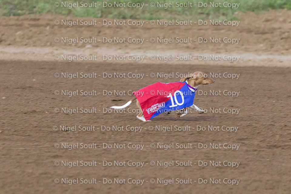 Weiner Dog Races 2018-185