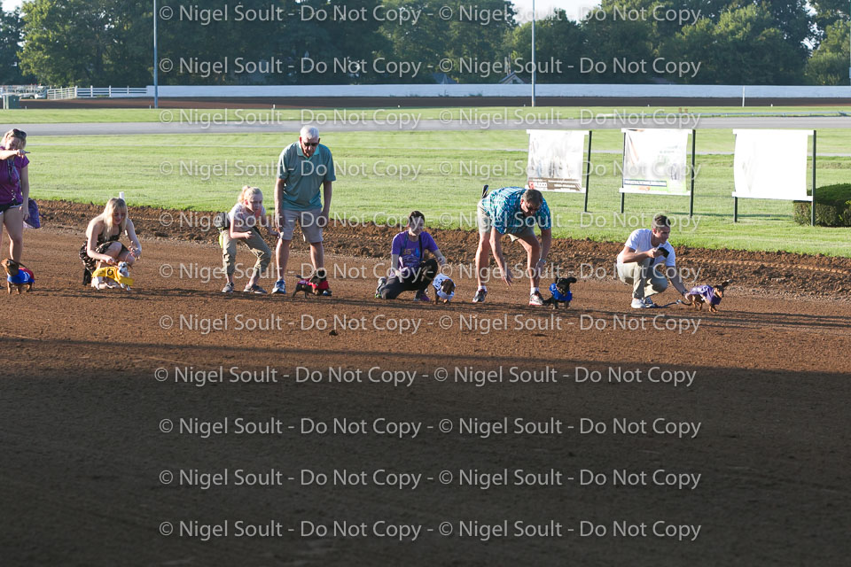 Weiner Dog Races 2018-99