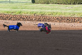 Weiner-Dog-Races-2018-103.jpg