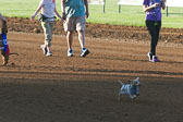 Weiner-Dog-Races-2018-109.jpg