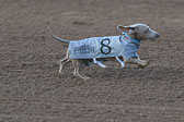 Weiner-Dog-Races-2018-113.jpg