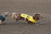 Weiner-Dog-Races-2018-136.jpg
