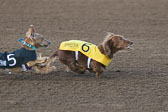Weiner-Dog-Races-2018-137.jpg