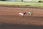 Weiner-Dog-Races-2018-148.jpg