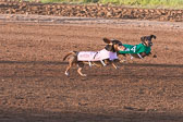 Weiner-Dog-Races-2018-151.jpg