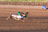 Weiner-Dog-Races-2018-154.jpg