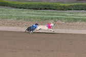Weiner-Dog-Races-2018-219.jpg