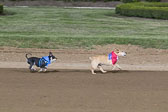 Weiner-Dog-Races-2018-223.jpg