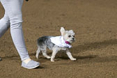 Weiner-Dog-Races-2018-293.jpg