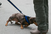 Weiner-Dog-Races-2018-4.jpg