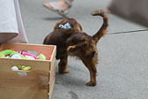 Weiner-Dog-Races-2018-5.jpg