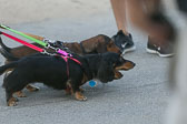 Weiner-Dog-Races-2018-89.jpg