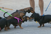 Weiner-Dog-Races-2018-90.jpg